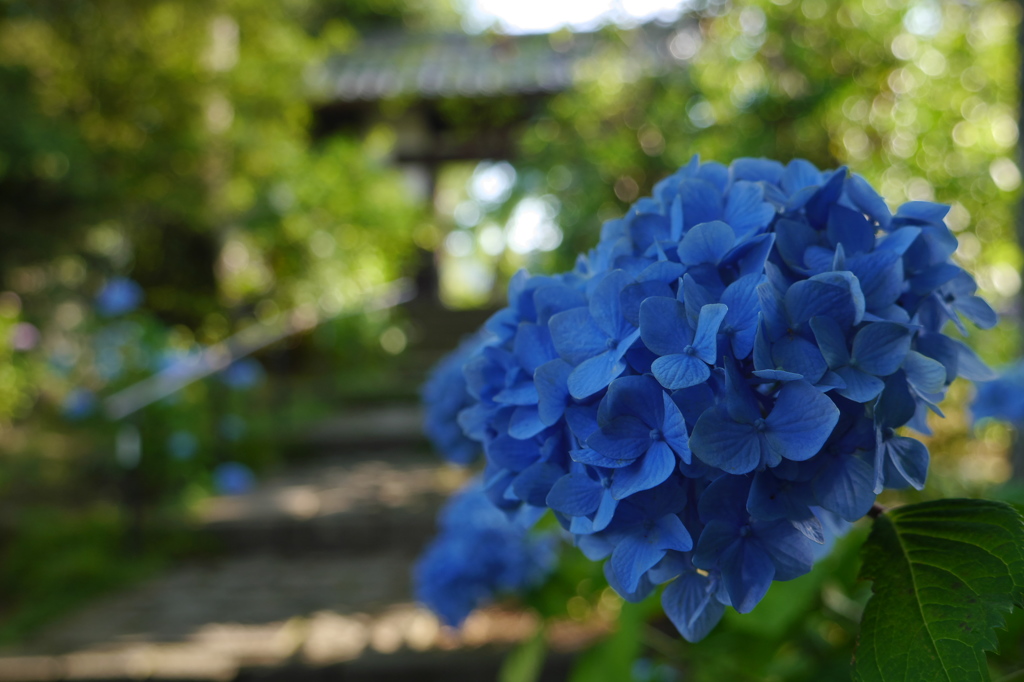 資福寺の紫陽花2015Ⅱ