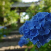 資福寺の紫陽花2015Ⅱ