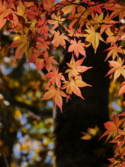定義山のモミジⅢ