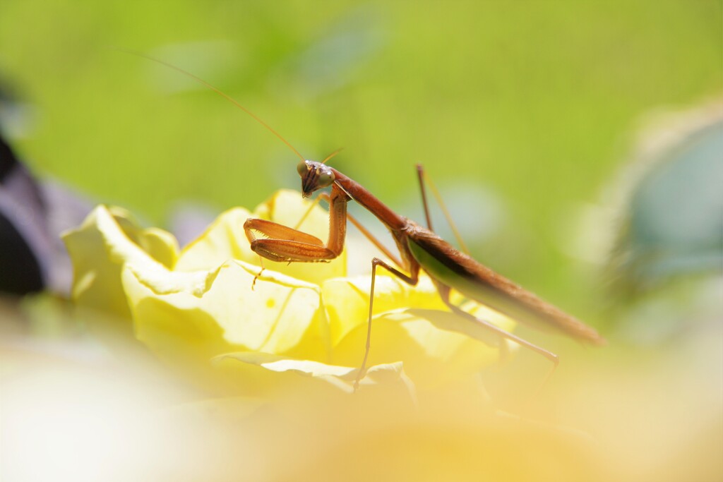 東沢バラ公園のカマキリ