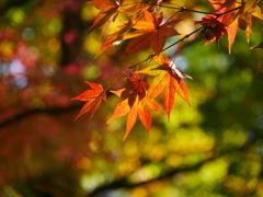 山形県総合運動公園のモミジ