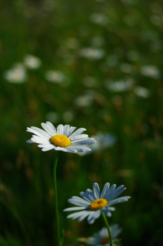 河原のフランスギクⅣ
