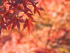 鹽竈神社のモミジ2025Ⅱ
