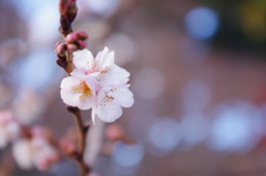 鹽竈神社の四季桜Ⅱ