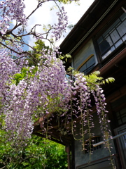 子平町の藤2016