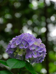 木陰の紫陽花Ⅱ
