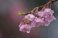 雨のしだれ桜Ⅱ