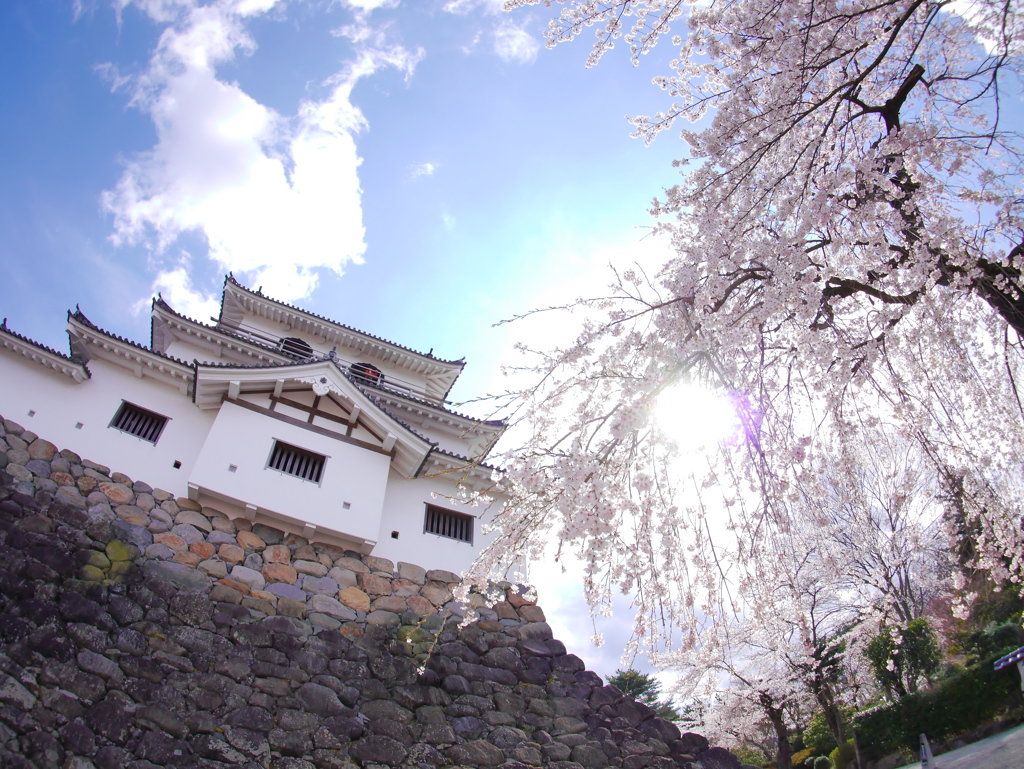 白石城の桜Ⅶ