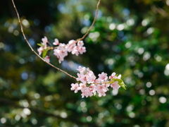 鹽竈神社の桜