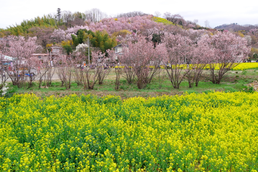 花見山公園2024