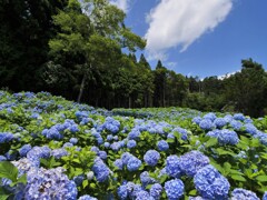 赤坂公衆園の紫陽花Ⅱ