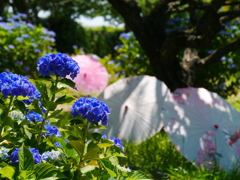 農業園芸センターのアジサイ