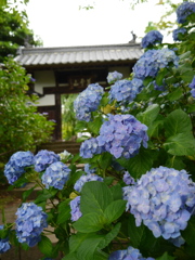 資福寺の紫陽花2020