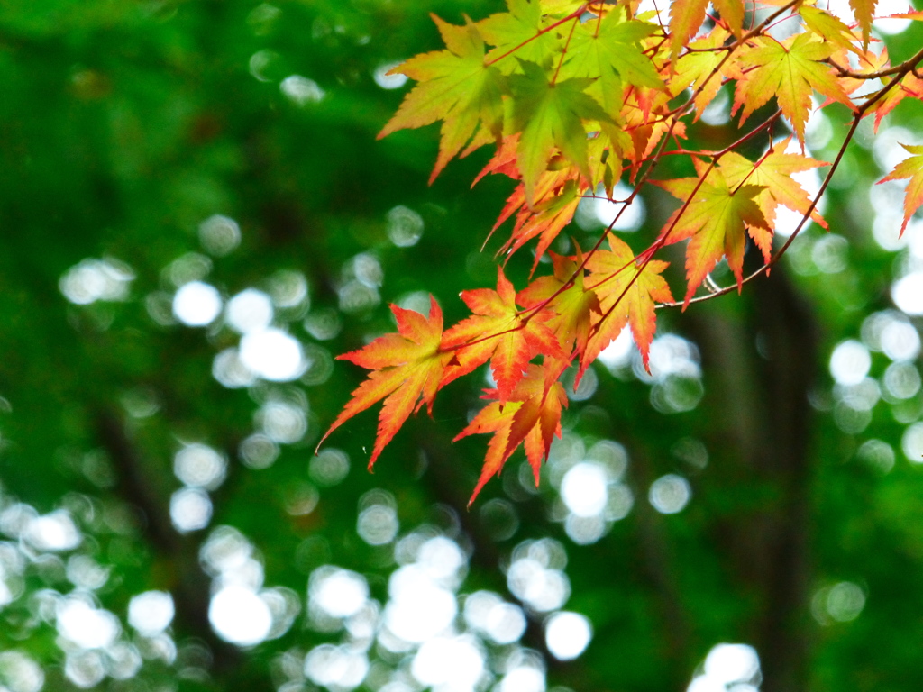 里山の秋Ⅳ