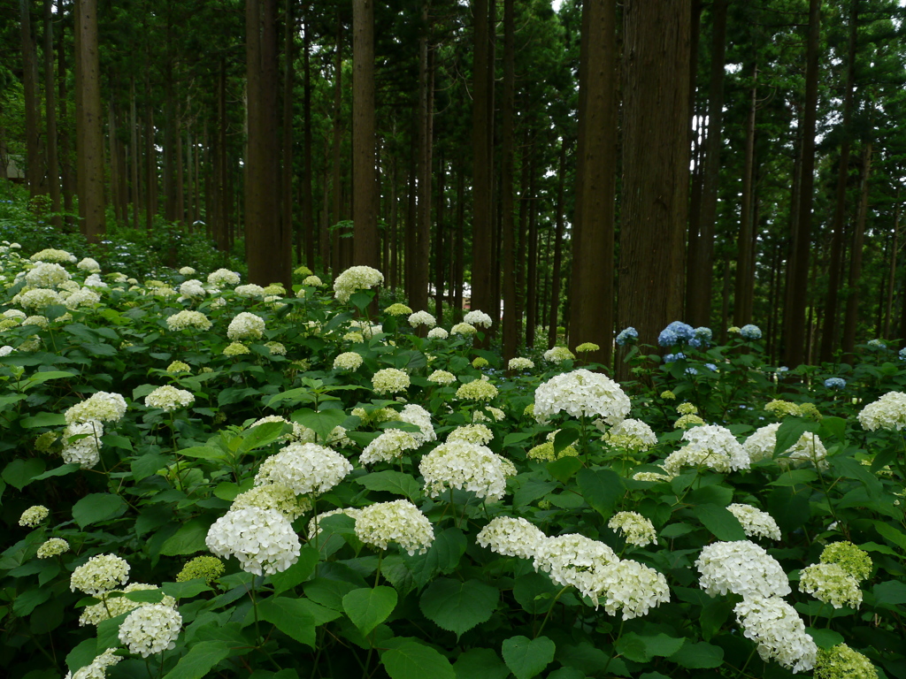 みちのくあじさい園の紫陽花Ⅲ