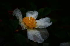 雨の庭先