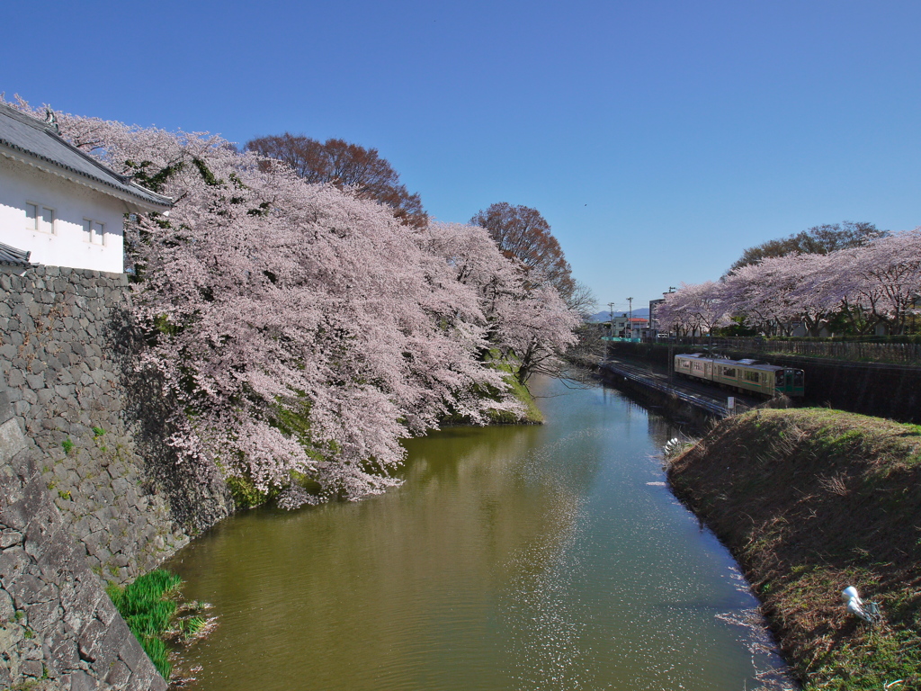 霞城公園の桜