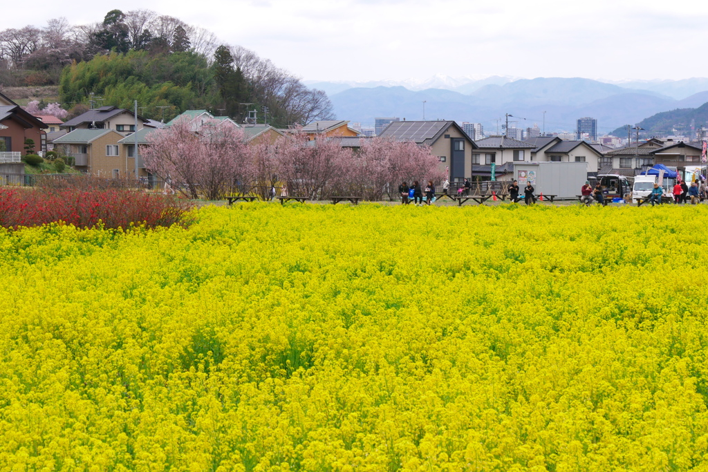 花見山公園2024⑬