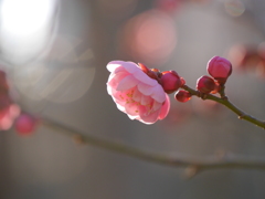 河原の紅梅Ⅵ