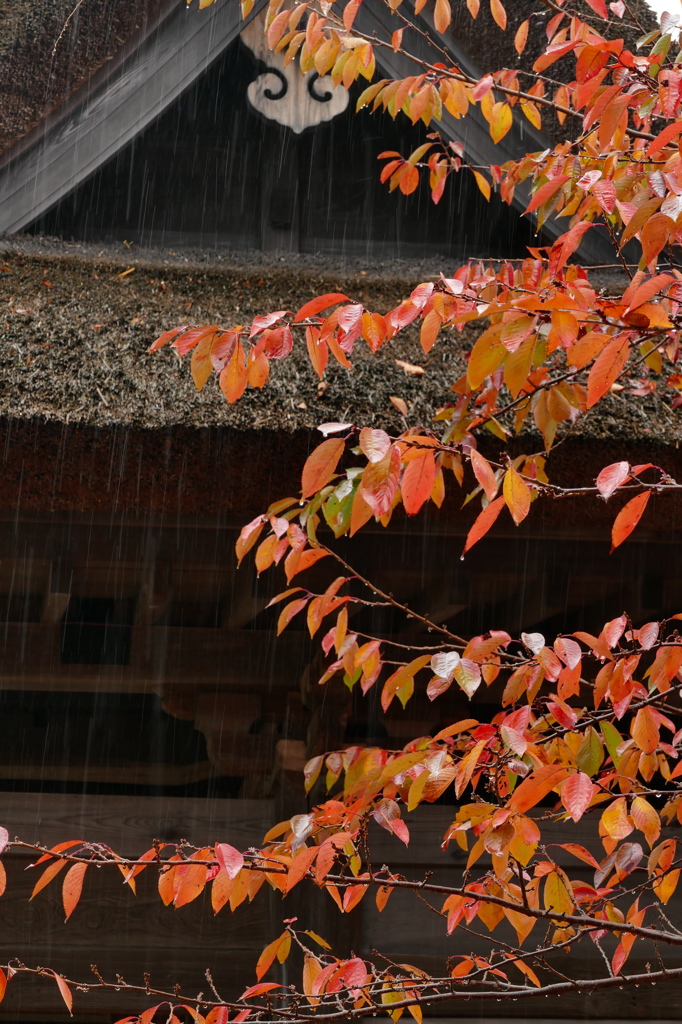 雨の陸奥国分寺Ⅱ