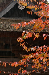 雨の陸奥国分寺Ⅱ