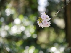 鹽竈神社の鹽竈桜2021Ⅵ