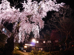 公園の枝垂桜2019