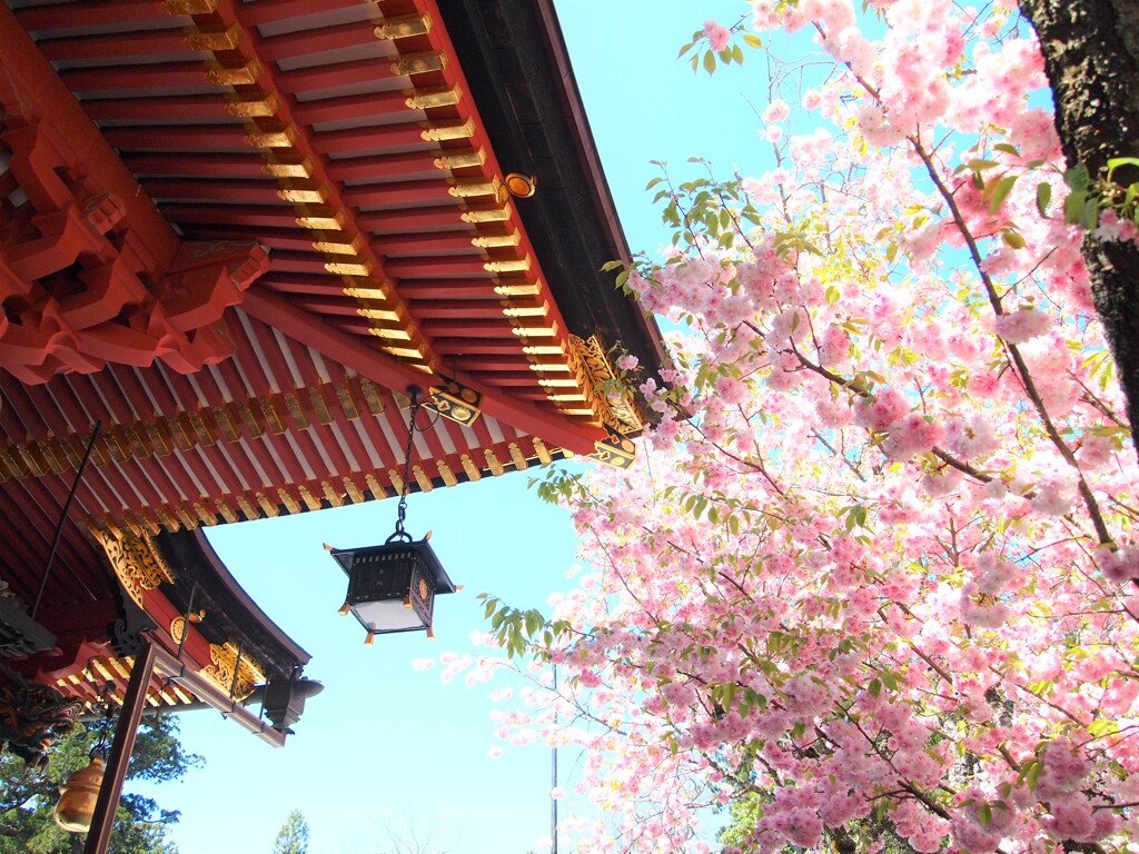 鹽竈神社の鹽竈桜2021