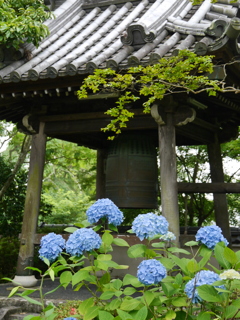 資福寺の紫陽花2021Ⅵ