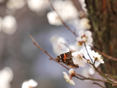 榴岡天満宮の梅2019Ⅳ