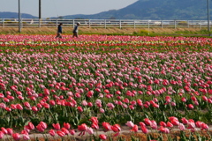 米山町のチューリップ