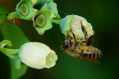 庭のブルーベリー＋ニホンミツバチ