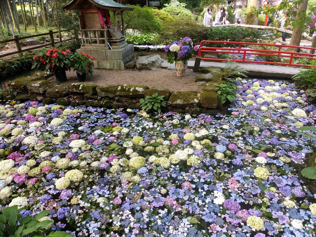 柳津虚空蔵尊の紫陽花池