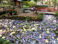 柳津虚空蔵尊の紫陽花池