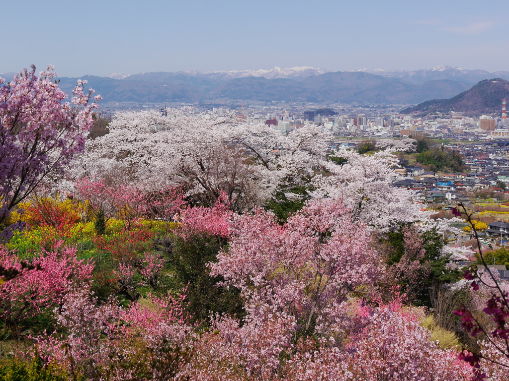 花見山公園2018Ⅳ