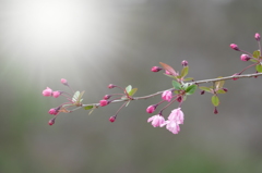 降り注ぐ朝日（イメージ）