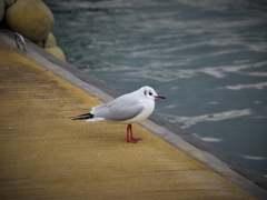 一羽の鳥