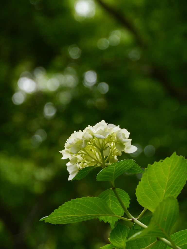 出塩文殊堂の紫陽花Ⅲ