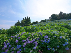 赤坂公衆園の紫陽花2024