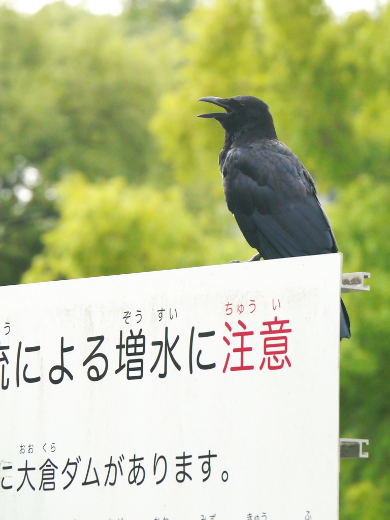 河原のカラス