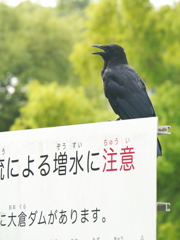 河原のカラス