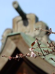 鹽竈神社の四季桜2015Ⅱ