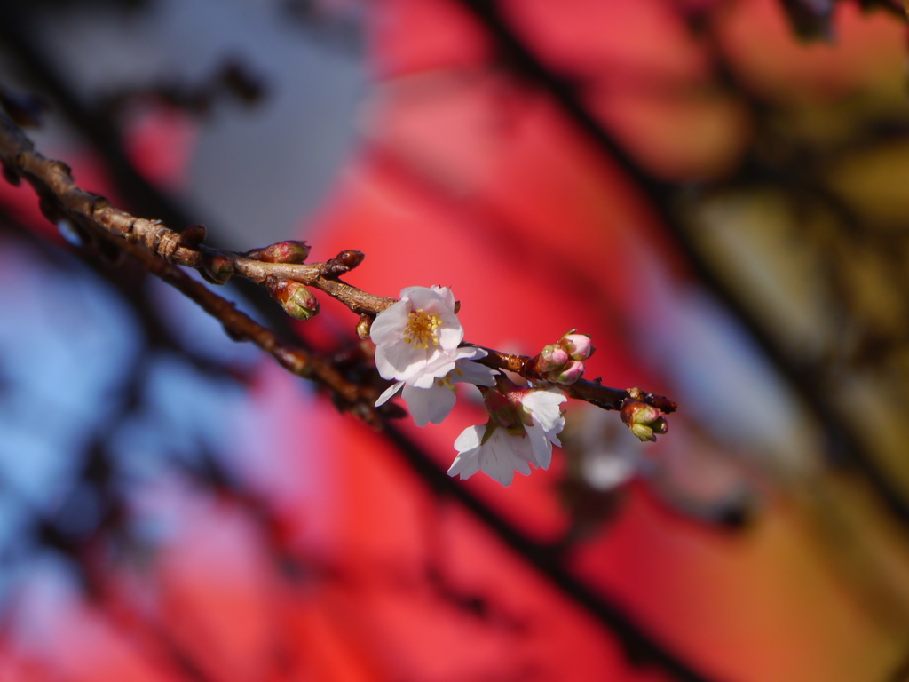 鹽竈神社の四季桜2025