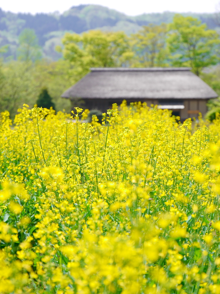 公園の菜の花畑