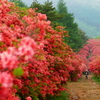 徳仙丈山のつつじ2015Ⅲ