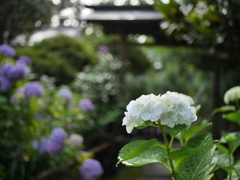 資福寺の紫陽花2023Ⅴ