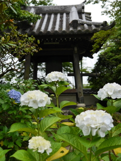 資福寺の紫陽花2021Ⅴ