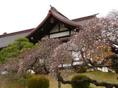 鹽竈神社の四季桜2023Ⅲ