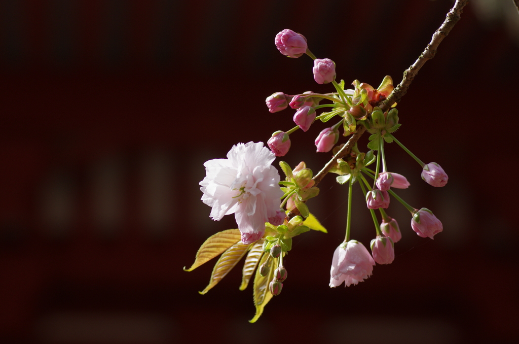 鹽竈桜