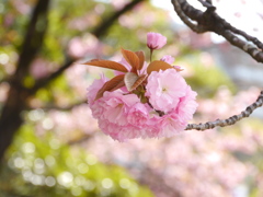 公園の八重桜2024Ⅴ